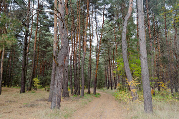 Forest autumn path in the coniferous forest