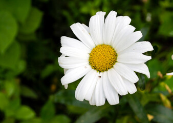 Fototapeta premium Summer white large chamomile macro