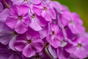 Obraz premium close up of a purple flower