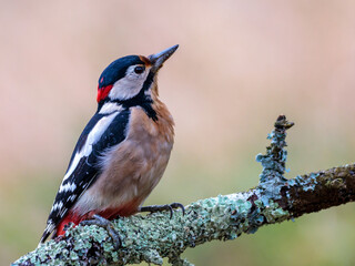 Great spotted woodpecker sits on a moss-covered branch