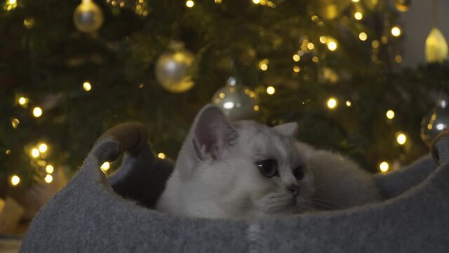 British Shorthair cat sitting in felt basket in front of Christmas tree, 4k