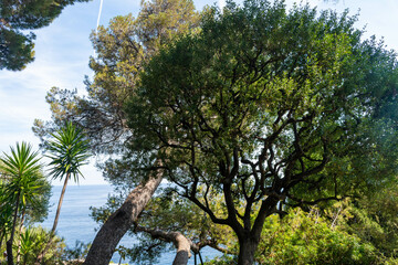 Côte d’Azur in Frankreich, eine Traumreise für den Sommer. Lavendel Felder, Nizza, Antibes,...