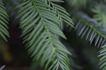 Green long leaves in macro on autumn day.