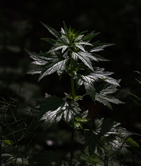 Dark image of pointy plant 