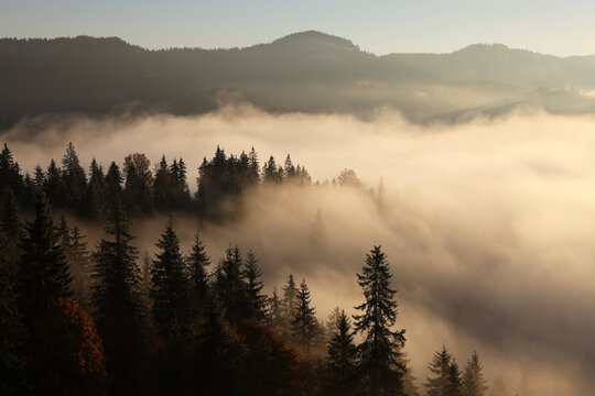 Picturesque view of mountain landscape with forest and thick fog