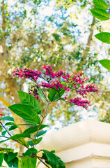 Clerodendrum thomsoniae flower in garden	
