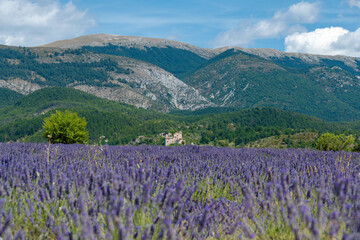 C&ocirc;te d&rsquo;Azur in Frankreich, eine Traumreise f&uuml;r den Sommer. Lavendel Felder, Nizza, Antibes, Cannes, Monaco und die Schlucht von Verdon