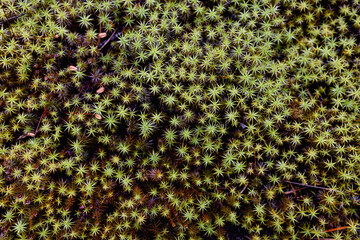  varied beautiful forest vegetation in daylight 