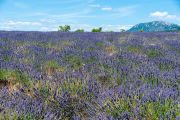 Fototapeta premium Côte d’Azur in Frankreich, eine Traumreise für den Sommer. Lavendel Felder, Nizza, Antibes, Cannes, Monaco und die Schlucht von Verdon