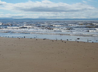 the beach at blundell sands in southport with a flock of sanderlings feeding on the shoreline