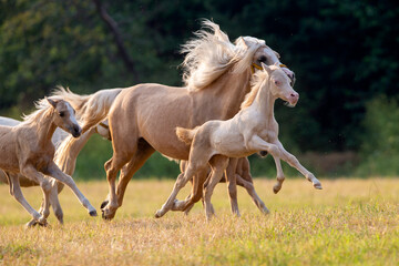 Herd of yellow mares and foals galloping fast in pasture outdoors. Group of Welsh ponies running on...
