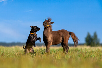 Black dog and brown foal playing outdoors on summer background. American staffordshire terrier with...