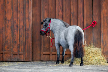A tethered pony stands near the horse stable outdoors. Shetland pony mare in red bridle posing...