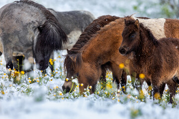Group of ponies on snow in field. A herd of Shetland ponies grazing outside on winter background. 
