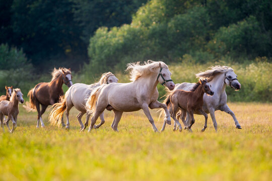 Herd of mares with foals galloping fast in pasture outdoors. Group of Welsh ponies running on summer background.
