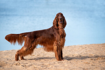 Portrait close-up of the beautiful Purebred irish red setter standing on a background of on the...