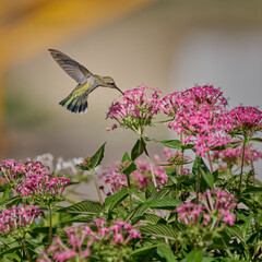 Hummingbird flying among some bushes feeding on violet flowers caught frozen in mid-air
