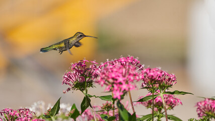 Hummingbird flying among some bushes feeding on violet flowers caught frozen in mid-air