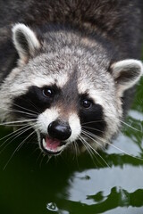 Waschbär blickt in die Kamera Portrait