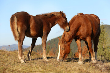 Fototapeta na wymiar Beautiful horses grazing in mountains on sunny day