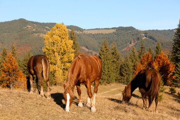 Obraz premium Beautiful horses grazing in mountains on sunny day