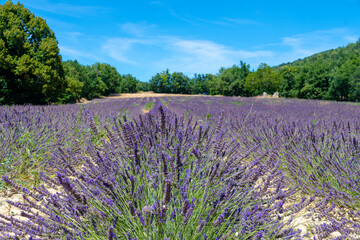 Fototapeta premium Côte d’Azur in Frankreich, eine Traumreise für den Sommer. Lavendel Felder, Nizza, Antibes, Cannes, Monaco und die Schlucht von Verdon