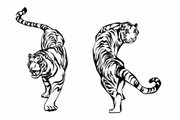 2匹の虎の線画
