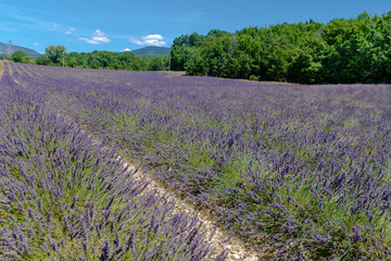 Fototapeta na wymiar Côte d’Azur in Frankreich, eine Traumreise für den Sommer. Lavendel Felder, Nizza, Antibes, Cannes, Monaco und die Schlucht von Verdon