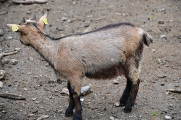 Ziege im Streichelzoo des Wildpark Kn&uuml;ll bei Homberg (Efze)