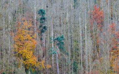 Herbstlich gefärbte Laubbäume  inmitten durch den Klimawandel abgestorbenen Fichten
