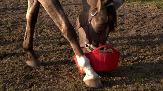 Lusitano horse eating meal from red rubber bowl outdoors. Meal finished.