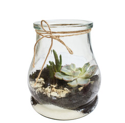 Succulent arrangement in a glass bottle (terrarium), vase isolated on white. garden inside mason jar