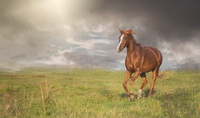 A beautiful stallion is galloping across the meadow. A horse in motion as a symbol of freedom
