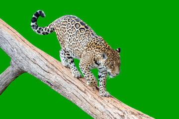 Beautiful jaguar (Panthera onca) descending on tree trunk finely isolated on green background
