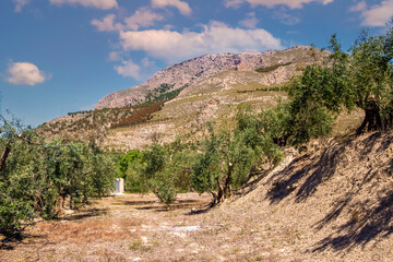 Andalusian agriculture