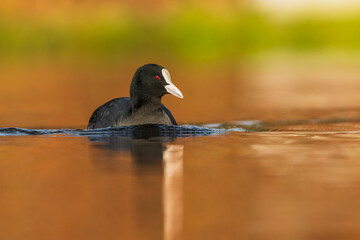 Coot on the lake