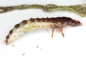 Larva and damaged cereal plant by corn ground beetle (Zabrus tenebrioides) is a species of black ground beetle (Carabidae). A pest in soil