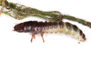 Larva and damaged cereal plant by corn ground beetle (Zabrus tenebrioides) is a species of black ground beetle (Carabidae). A pest in soil