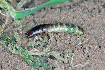 Larva and damaged cereal plant by corn ground beetle (Zabrus tenebrioides) - a pest in soil. It is a species of black ground beetle (Carabidae). 