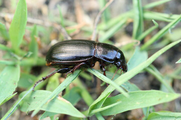 Beetle of Zabrus tenebrioides a species of black ground beetle (Carabidae). It is a pest of cereals.