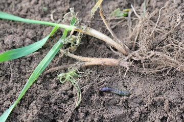 Larva and damaged cereal plant by corn ground beetle (Zabrus tenebrioides) - a pest in soil. It is a species of black ground beetle (Carabidae). 