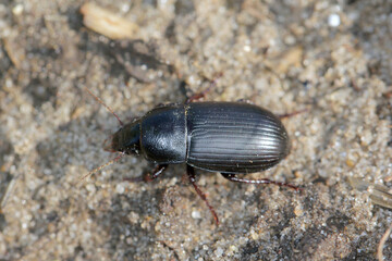 Creeping bread grains ground beetle on soil with cereal plantation (Zabrus tenebrioides).