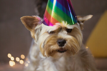 Funny brown dog with colorful holiday hat on head against garlands lights background. Yorkshire Terrier doggy with cap celebrating pet's birthday, New Year 2022, Christmas, anniversary. Party animals.