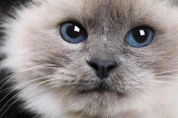 Birman cat with beautiful blue eyes on dark background, closeup