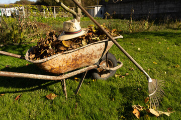 Fototapeta premium wheelbarrow full of dried leaves