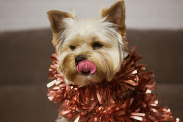 Cute brown fluffy Yorkshire Terrier dog with red tinsel around neck is licking. New Year 2022, 2023...