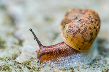 A snail's life