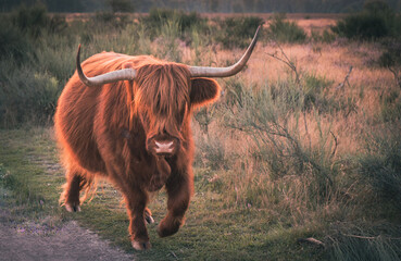 Szkocka krowa na polanie. - obrazy, fototapety, plakaty