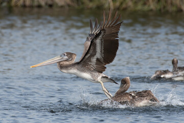 Large and magnificent California Brown Pelican flapping his large wings while attempting to take off from the lagoon water surface