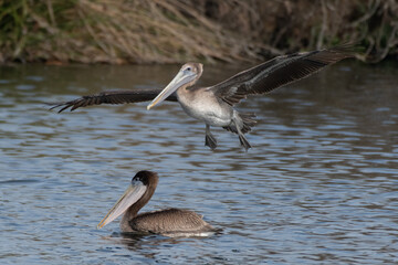 Large and magnificent California Brown Pelican has big wings spread while flying over another pelican swimming in the pond water below